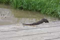 Wildlife-Fyre-Lake-130