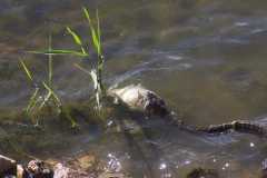 Wildlife-Fyre-Lake-131