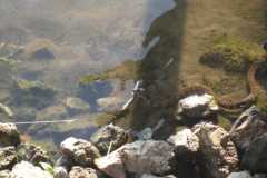 Wildlife-Fyre-Lake-132