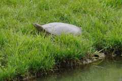 Wildlife-Fyre-Lake-133