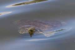 Wildlife-Fyre-Lake-134