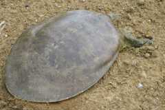 Wildlife-Fyre-Lake-135