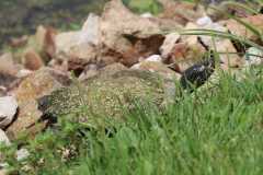 Wildlife-Fyre-Lake-136