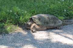 Wildlife-Fyre-Lake-137