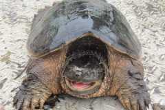 Wildlife-Fyre-Lake-138