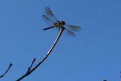 Wildlife-Fyre-Lake-139