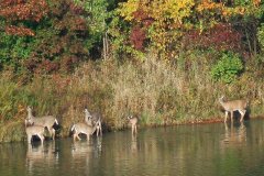 Wildlife-Fyre-Lake-deereinwater